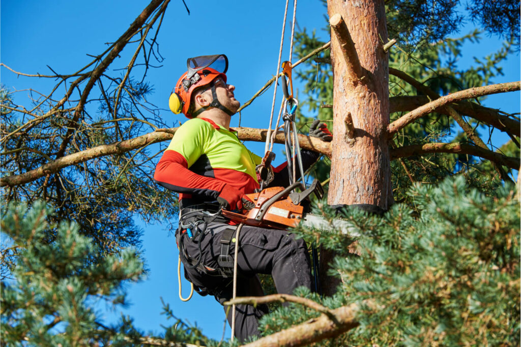 Tree Removal Process