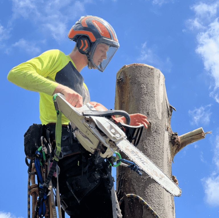 tree removal Sydney