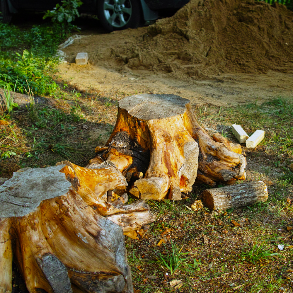 tree stump in Sydney