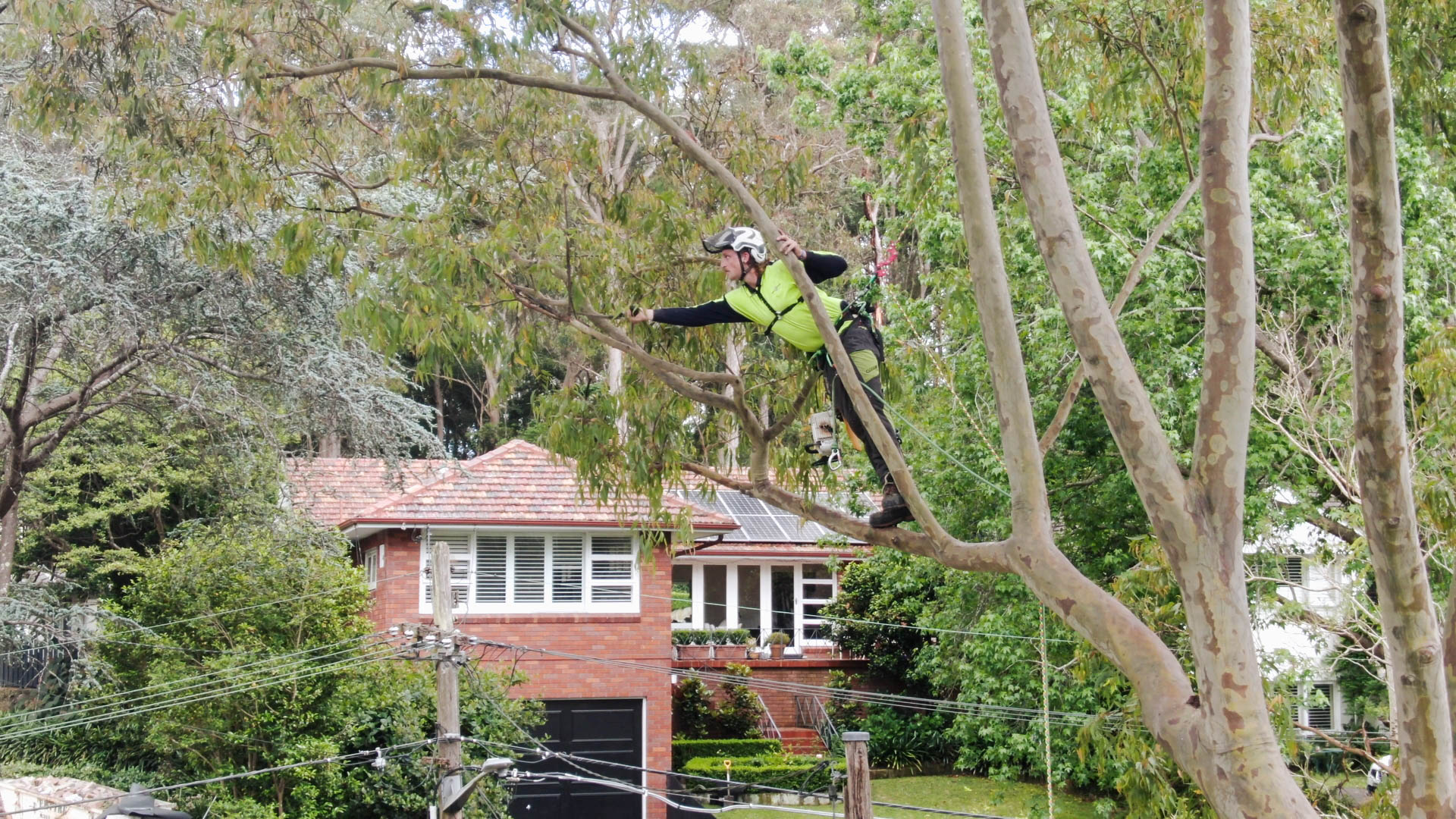 residential tree removal in Sydney