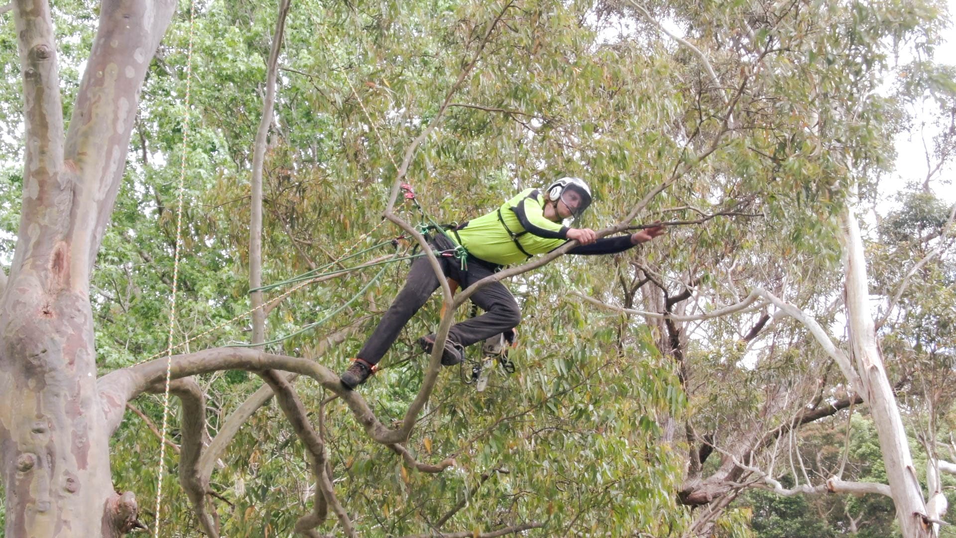 emergency tree removal