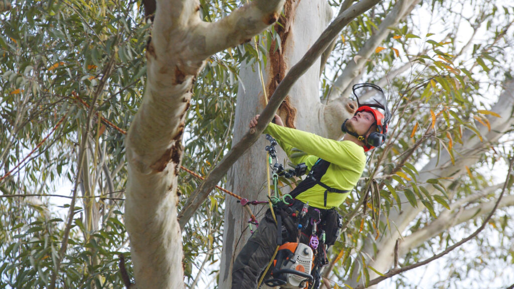 tree removal in Sydney