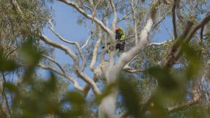 Sydney arborist