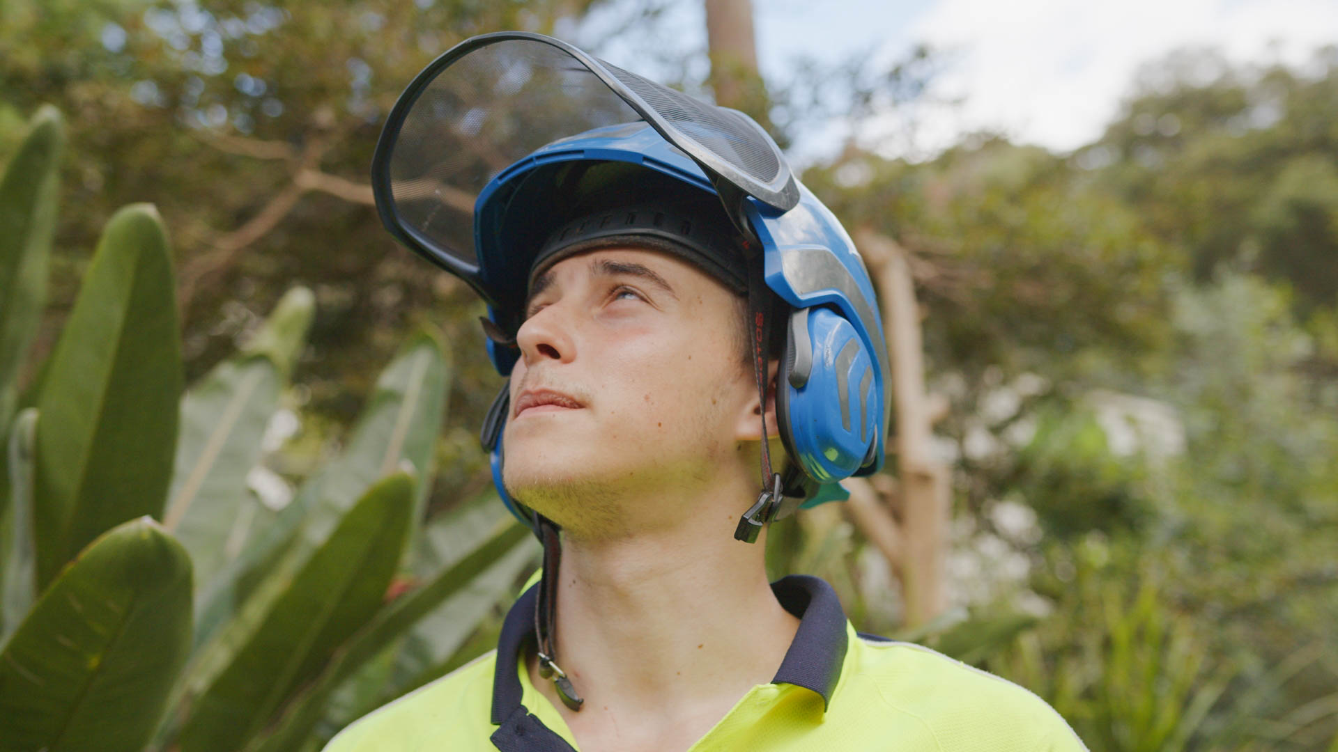 arborist sydney