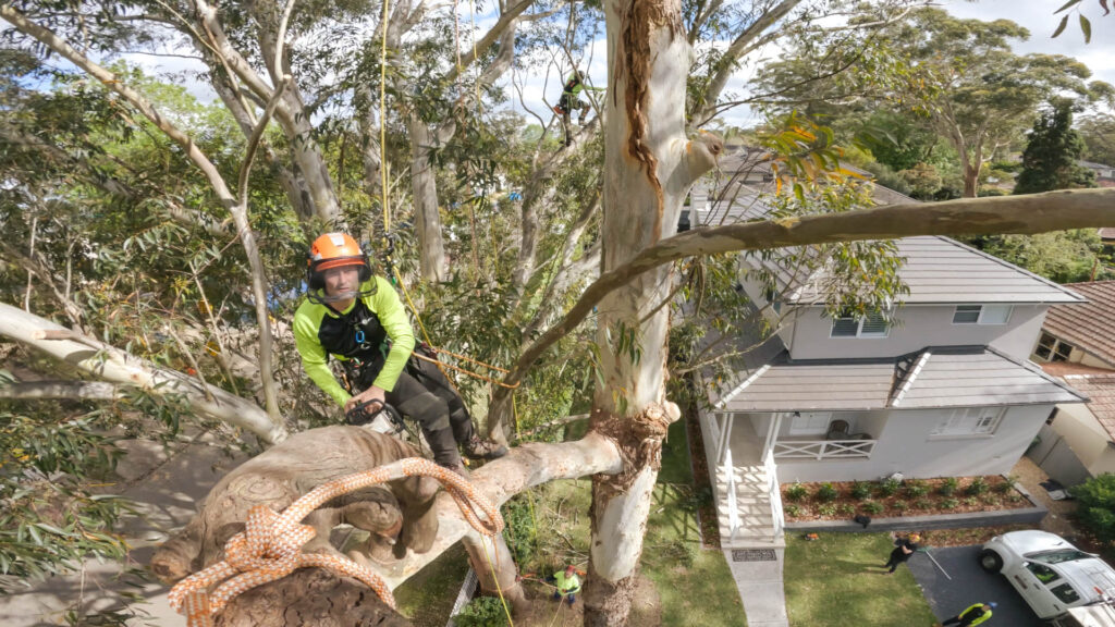 tree removal Sydney
