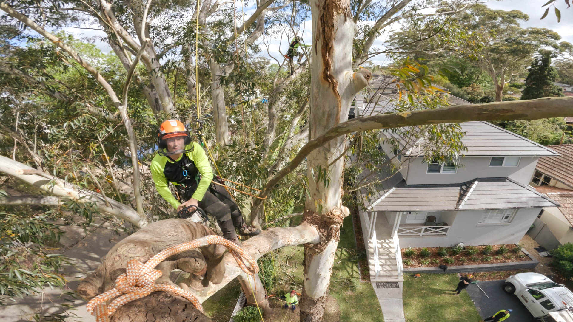 tree removal Sydney