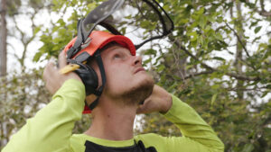 Local Sydney arborist
