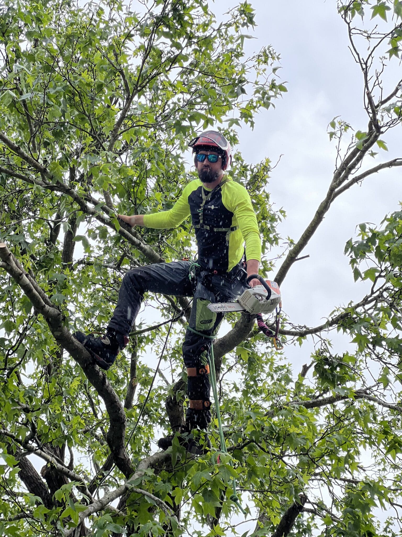 Professional Sydney arborist in a tree