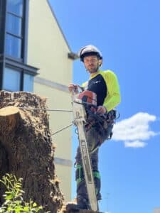 An arborist stood on a ladder near a cut tree