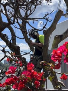 Man pruning tree with red flowers