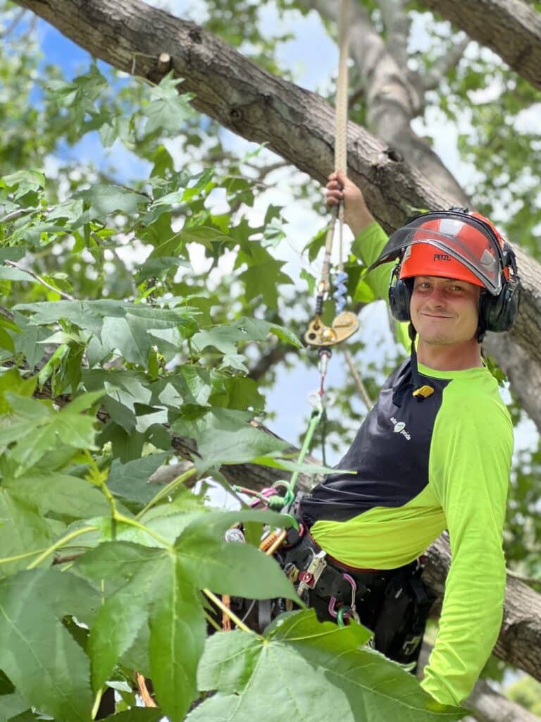 an arborist in a tree