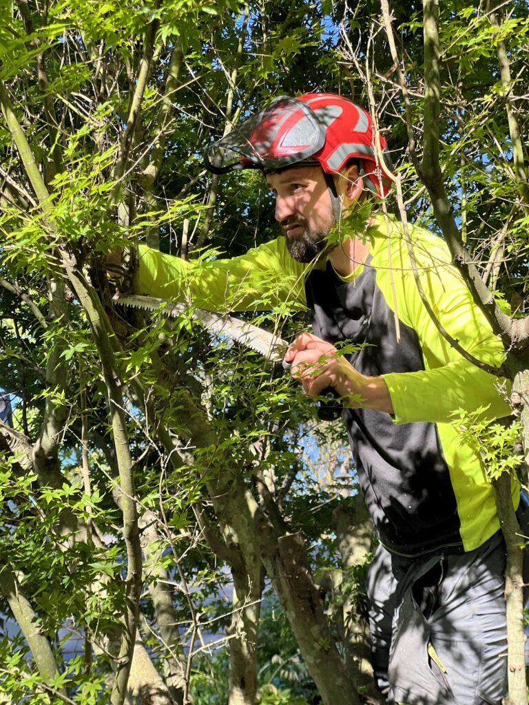 a man suspended in a tree, pruning it