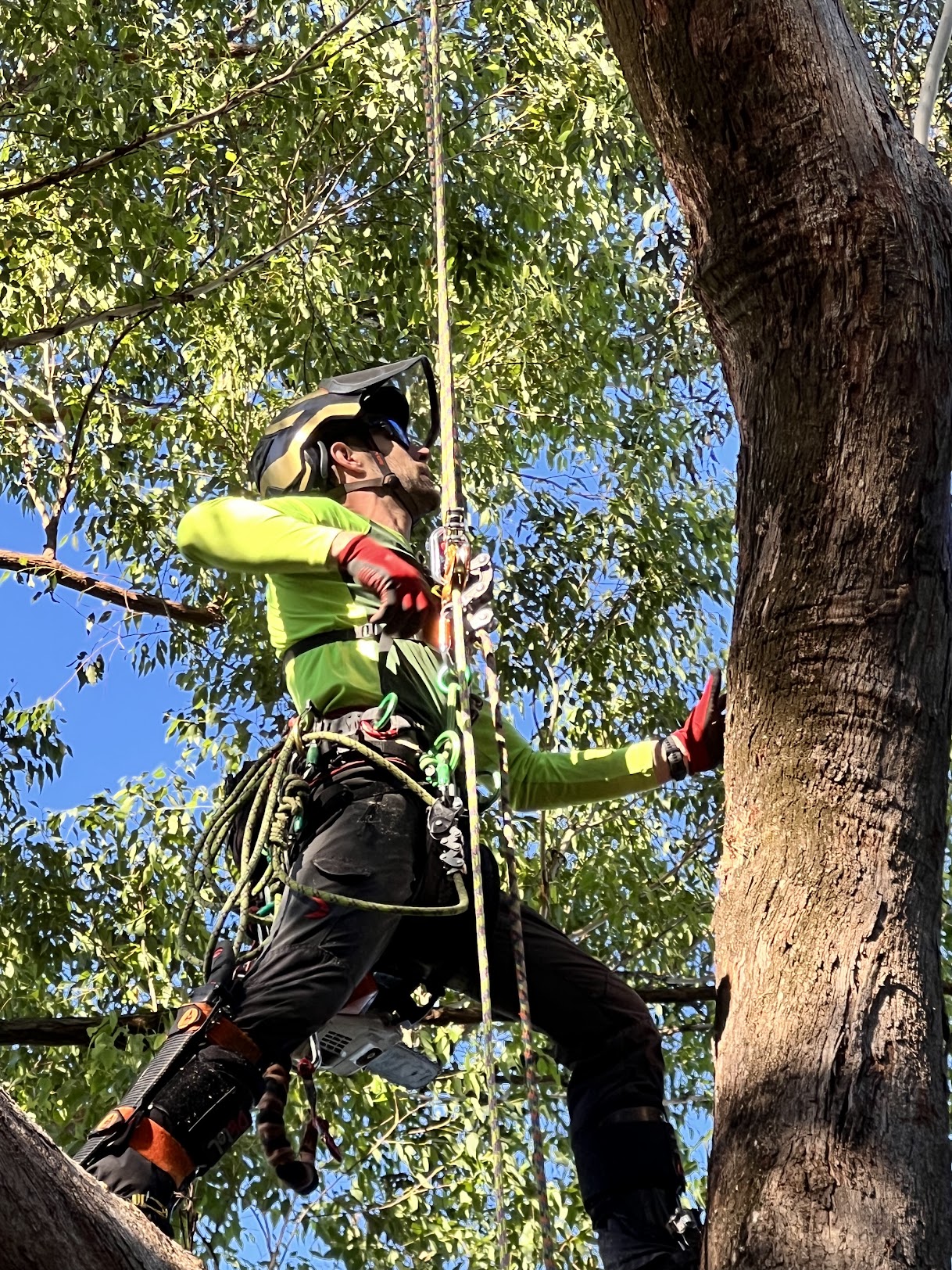 a man suspended in a tree