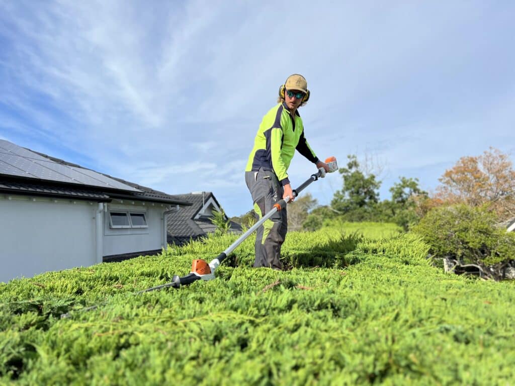 hedge trimming in sydney
