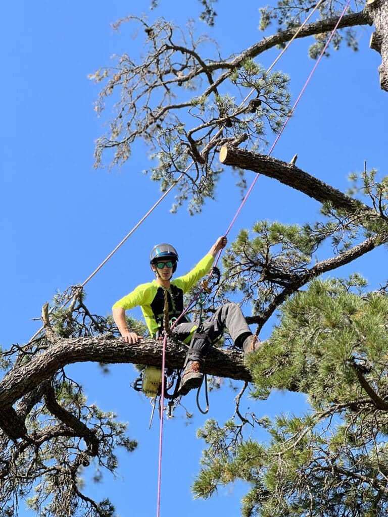 Sydney arborist working on tree pruning