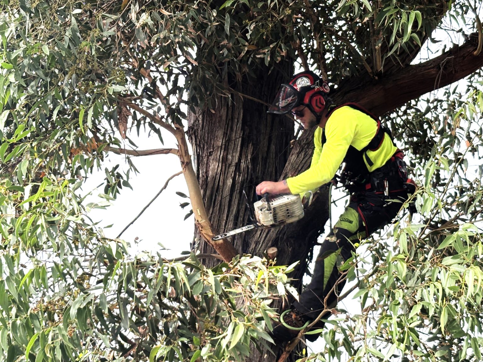 Sydney Arborists | Get A Quote | Arbor Pride Tree Removal Experts