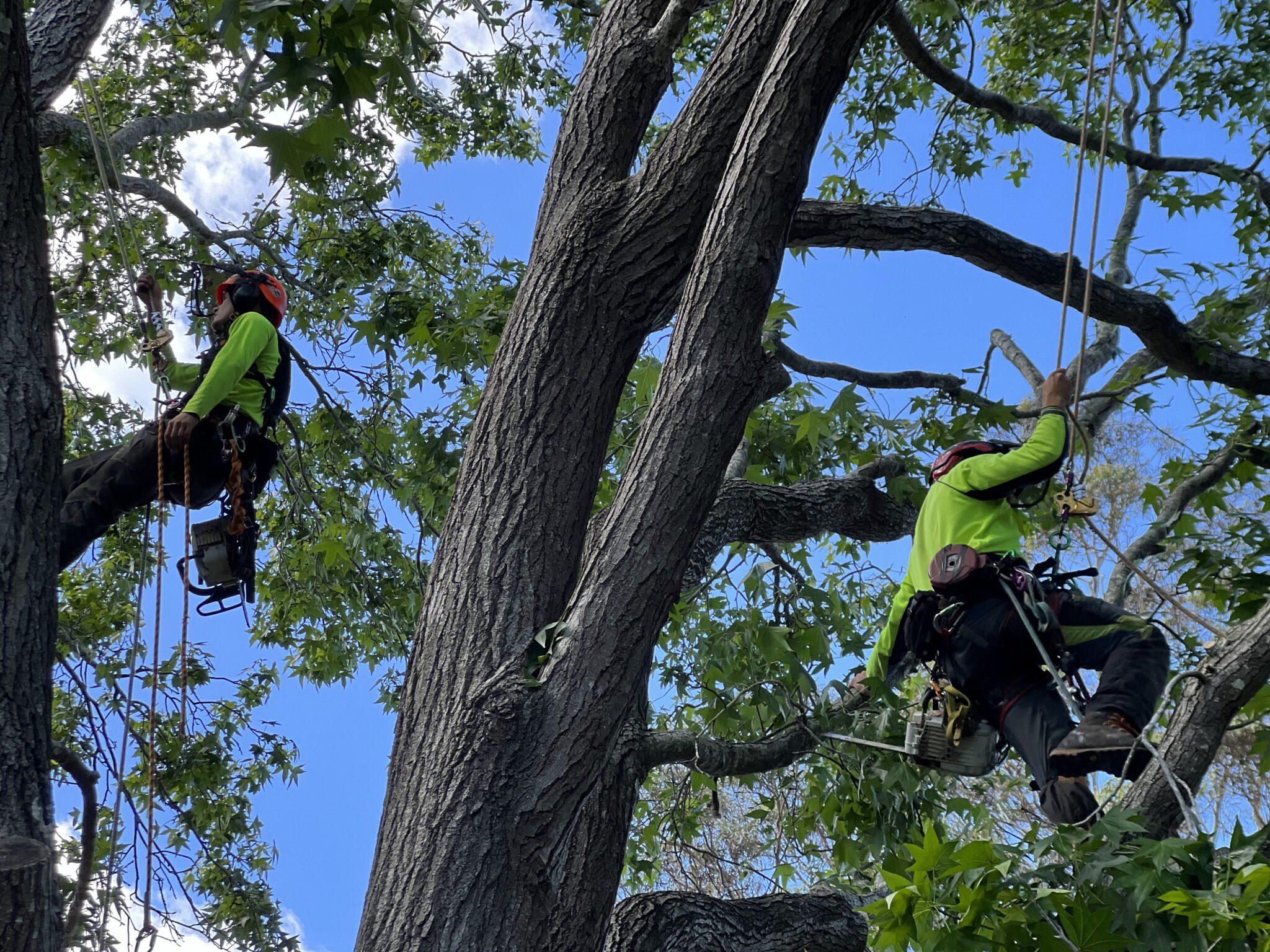 Tree removal