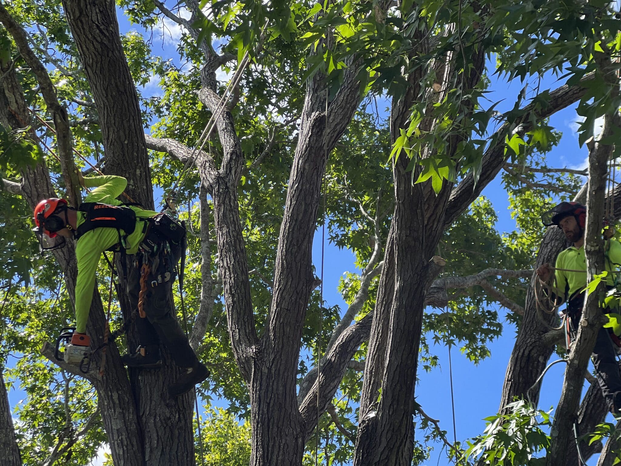 Arborist North Shore