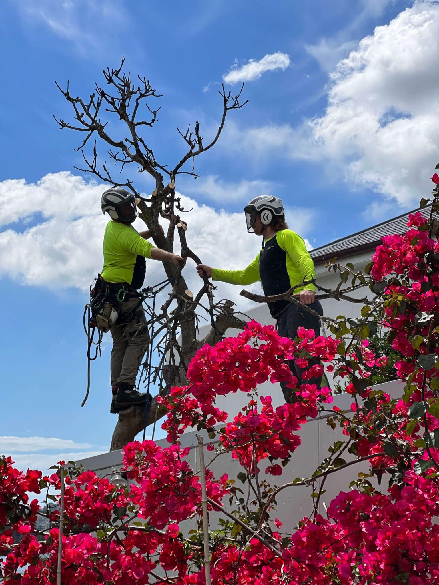 Sydney Arborists | Get A Quote | Arbor Pride Tree Removal Experts
