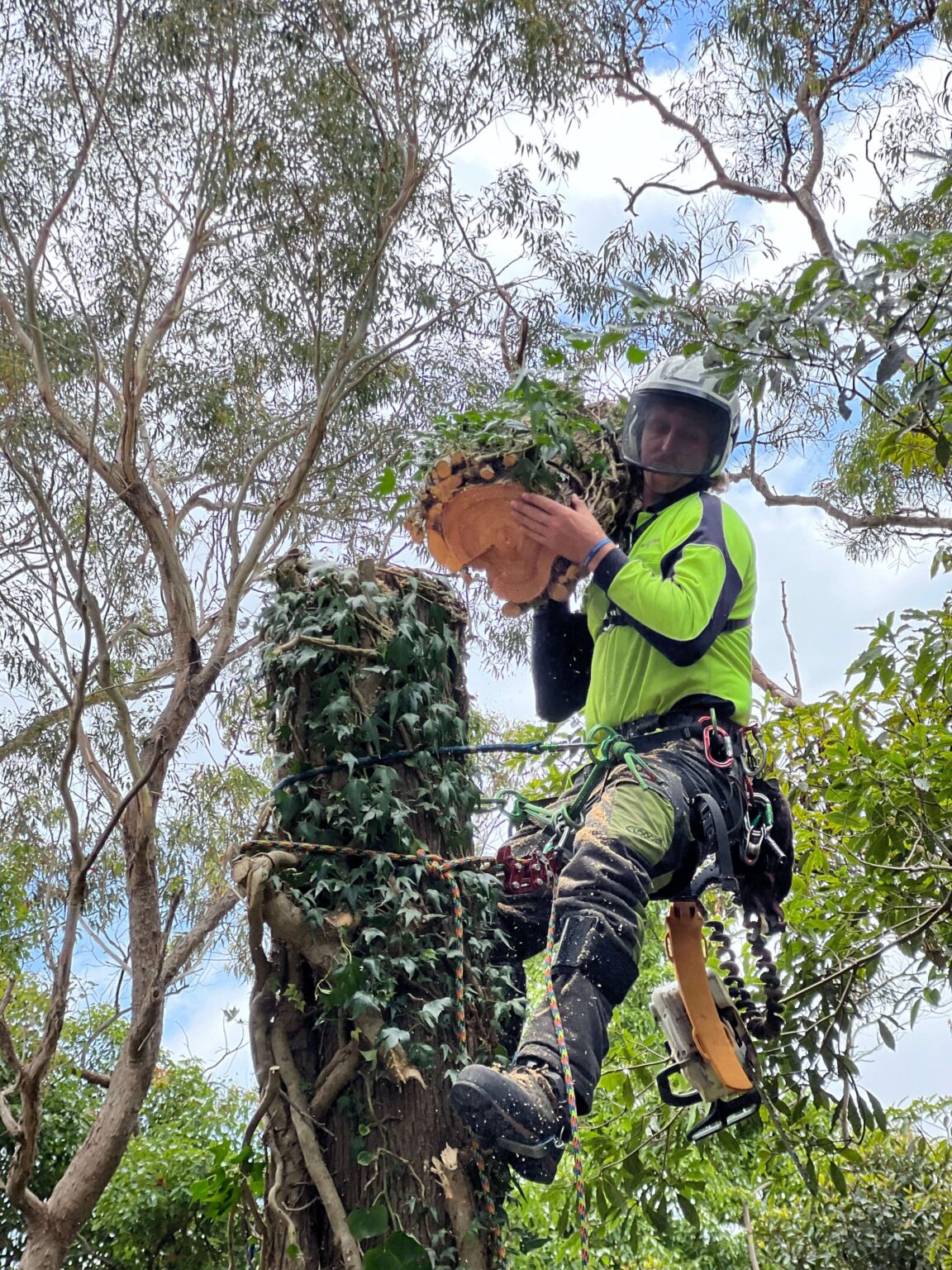 Sydney Arborists | Get A Quote | Arbor Pride Tree Removal Experts