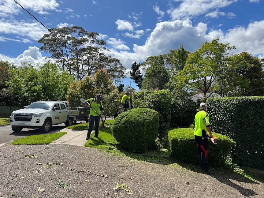 how do you fix an overgrown hedge