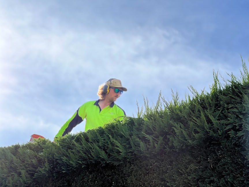 how often should you book a regular hedge trimming service